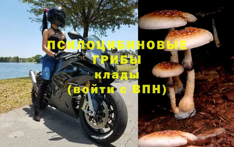 ОМГ ОМГ ТОР  где купить наркоту  Новокузнецк  Псилоцибиновые грибы Magic Shrooms 